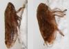 Philaenus spumarius
